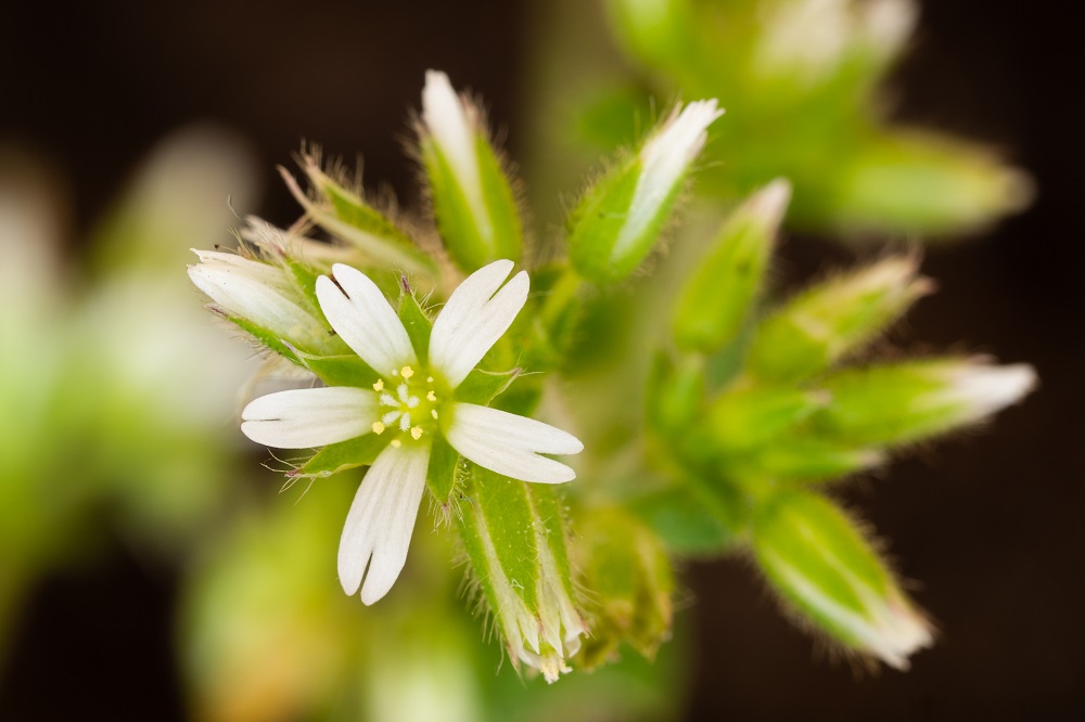 Annexe Céraiste aggloméré (3).jpg