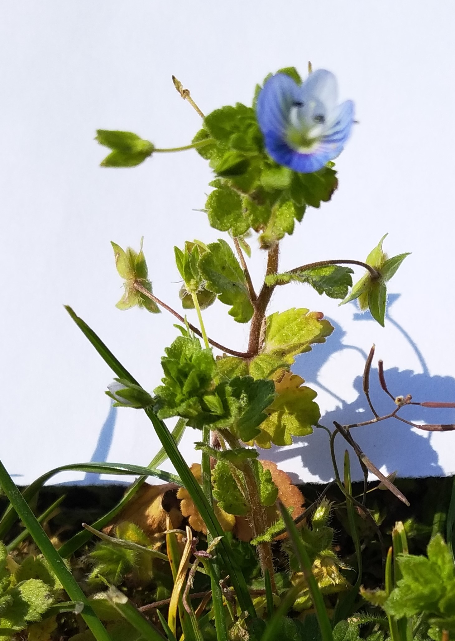 Annexe petite fleur.jpg