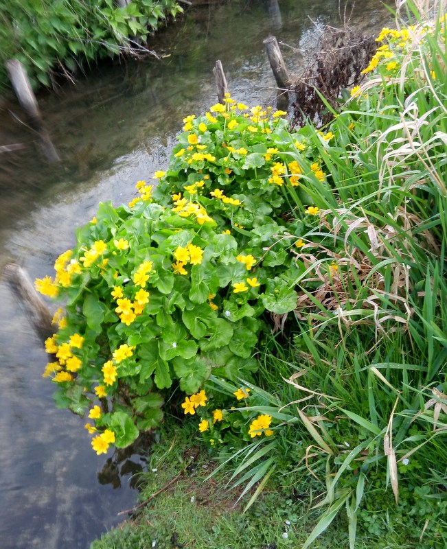 Annexe IMG_20190417_091438 Populage.jpg