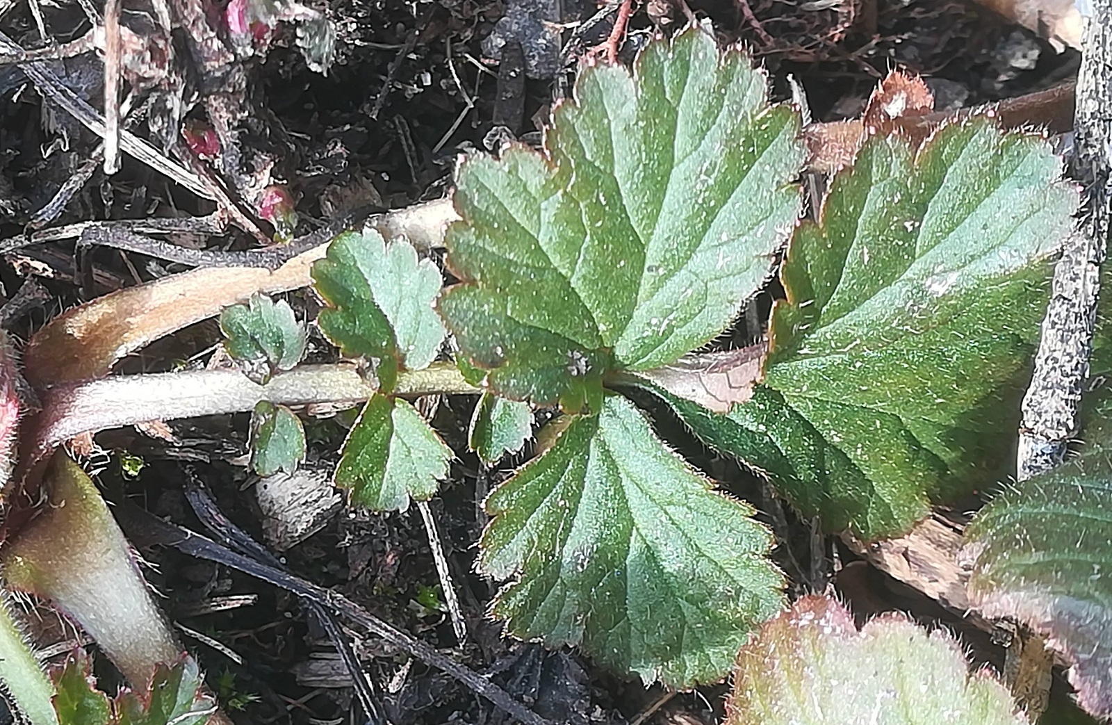 Annexe Geum_urbanum_Feuille.jpg