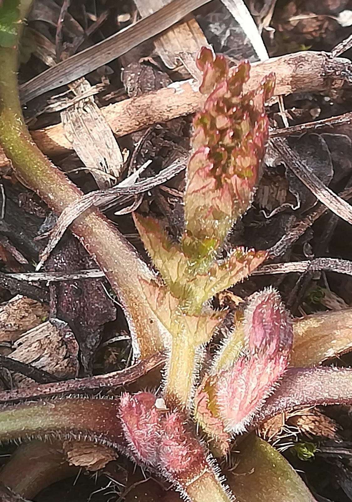 Annexe Geum_urbanum_JeuneTige.jpg