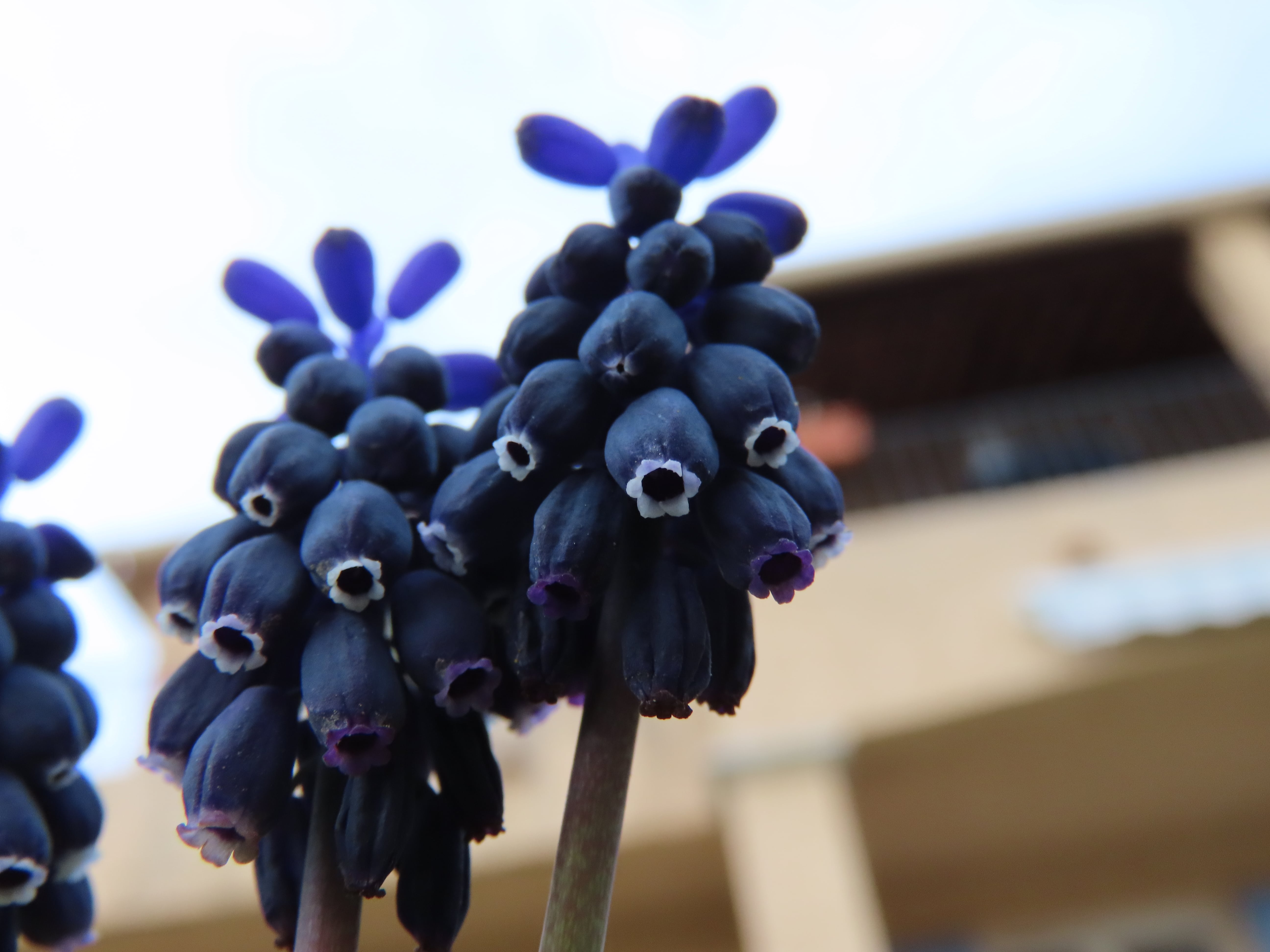 Annexe Muscari négligé, détail dune fleur.JPG