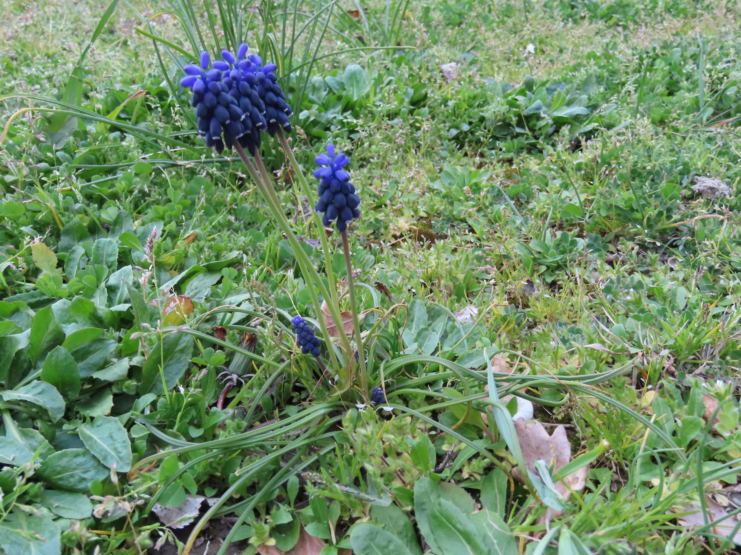Annexe Muscari négligé, plante entière.JPG
