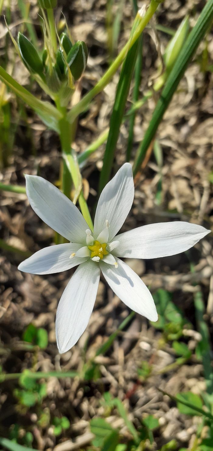 Annexe Fleur sauvage 1.jpg