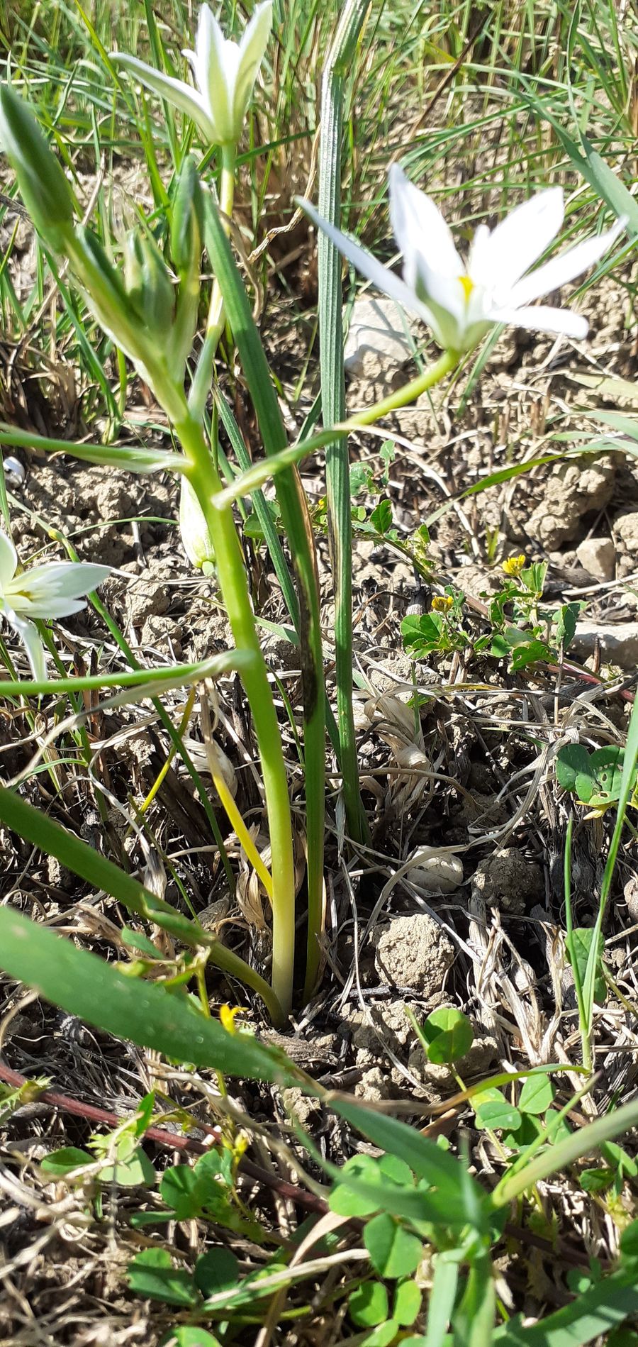 Annexe Fleur sauvage 3.jpg