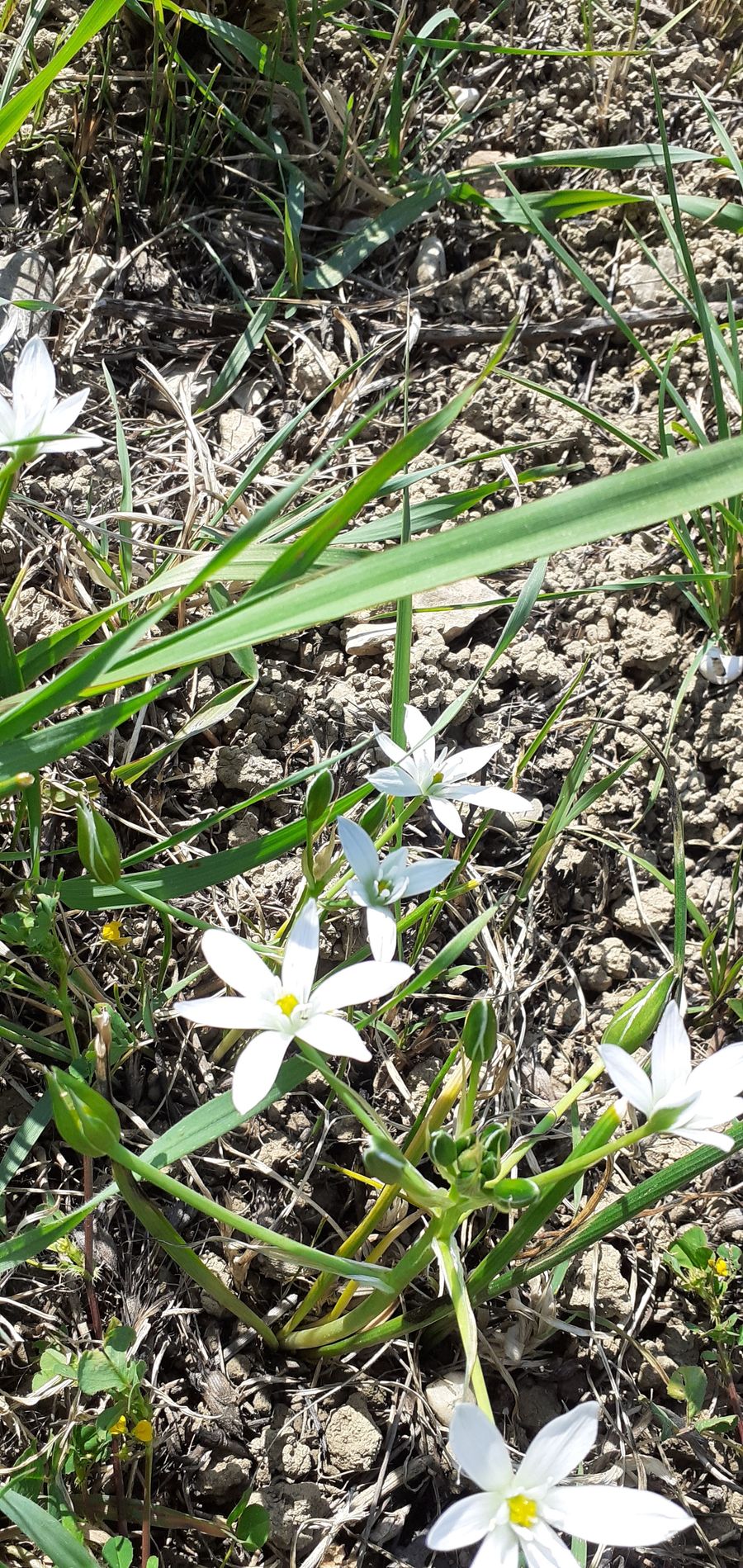 Annexe Fleur sauvage 4.jpg