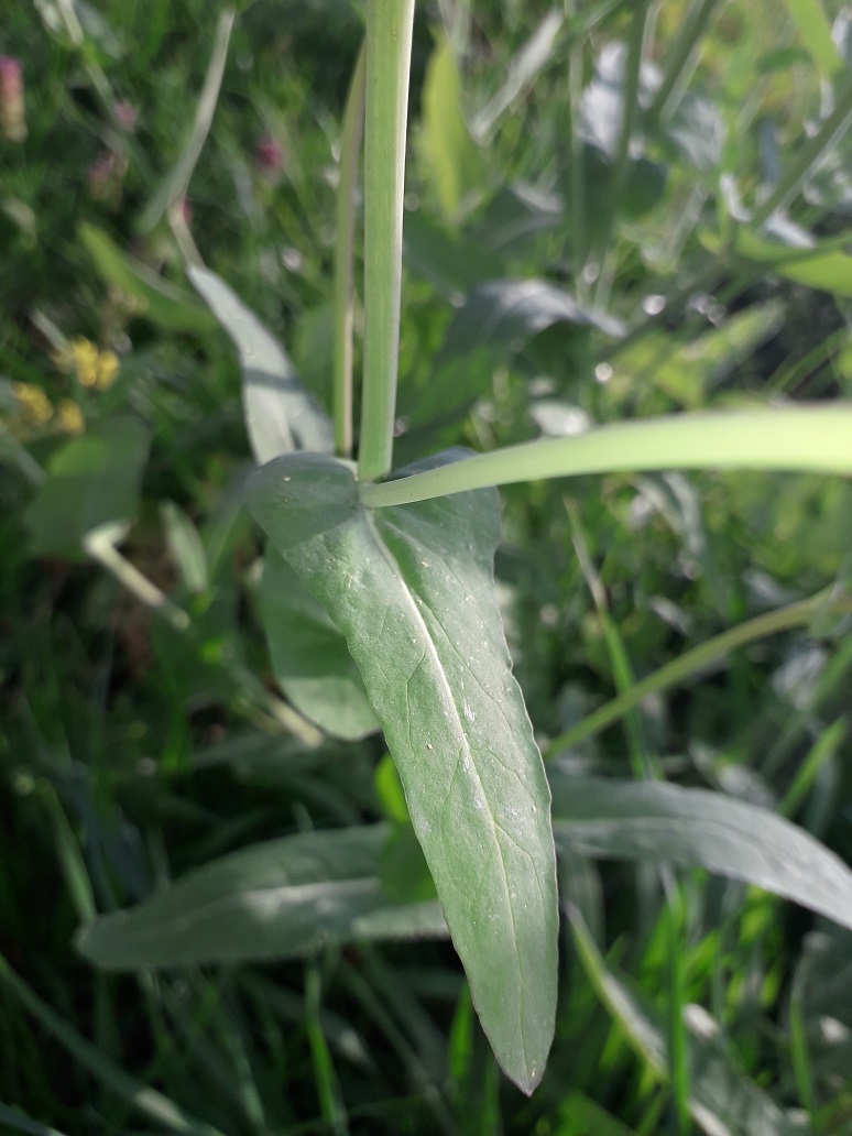 Annexe Colza (fleur de la tige) redim.jpg