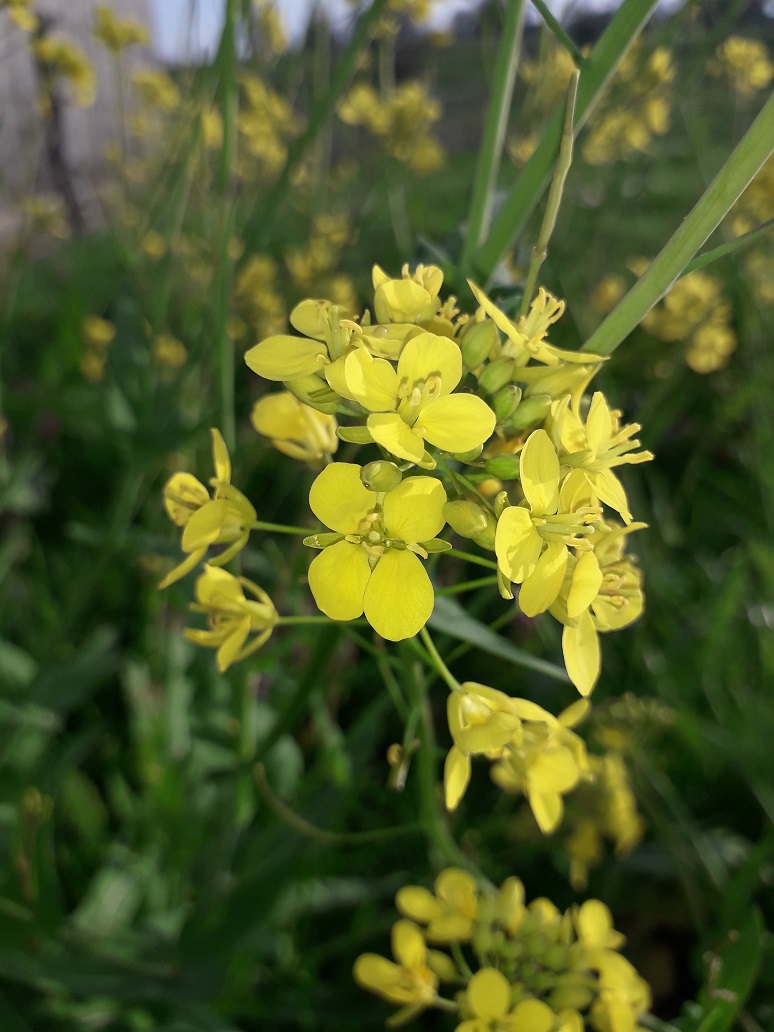 Annexe Colza (fleurs) redim.jpg