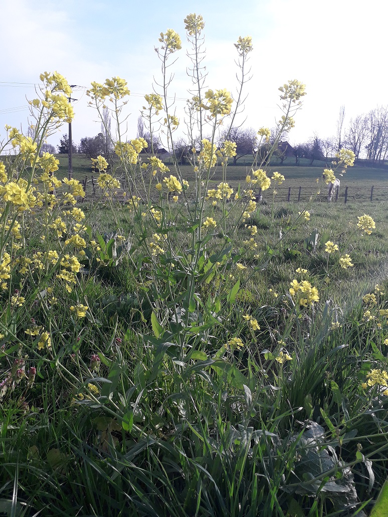 Annexe Colza (plante entière) redim.jpg