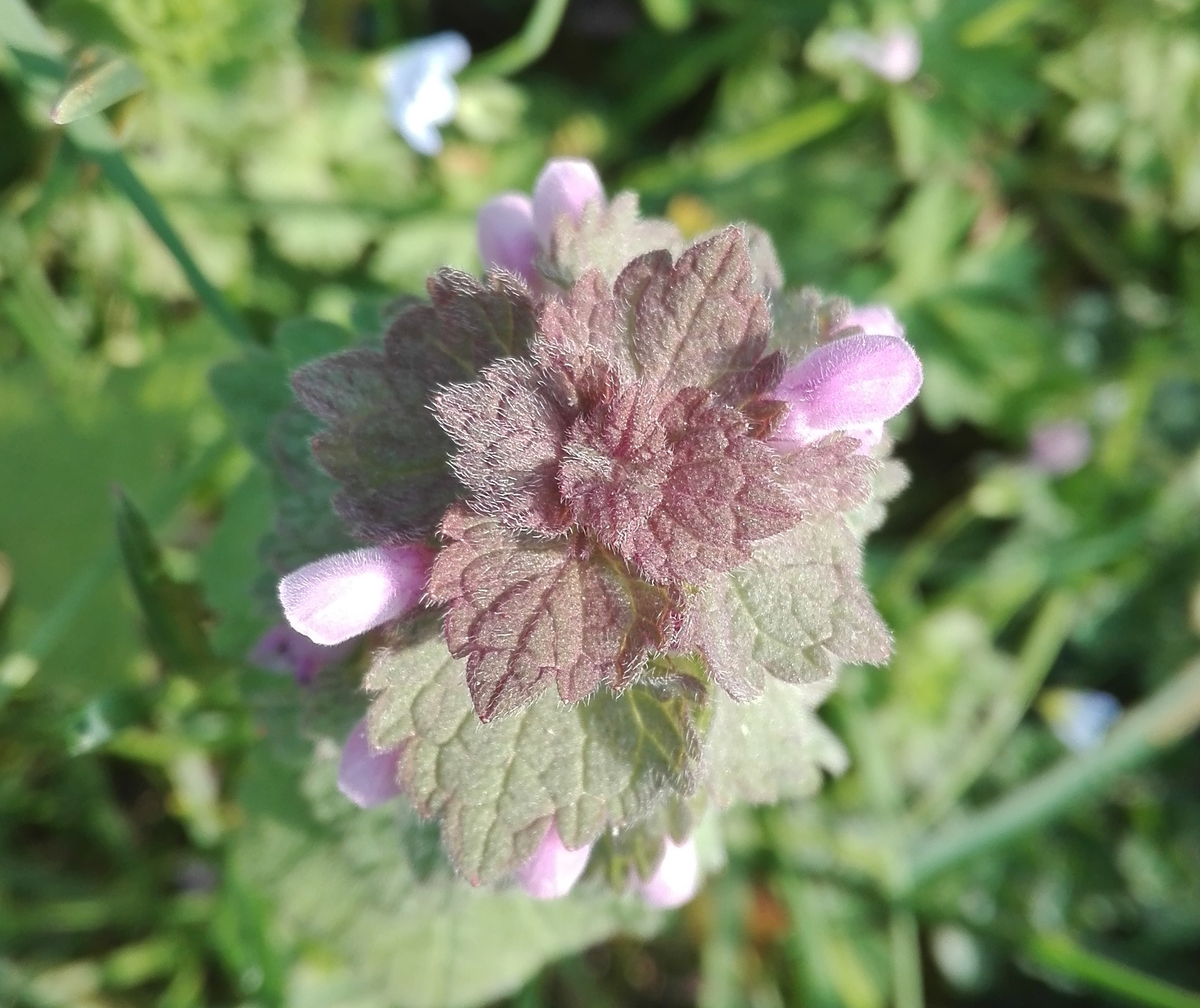 Annexe Lamier Fleur Vue de Haut.jpg