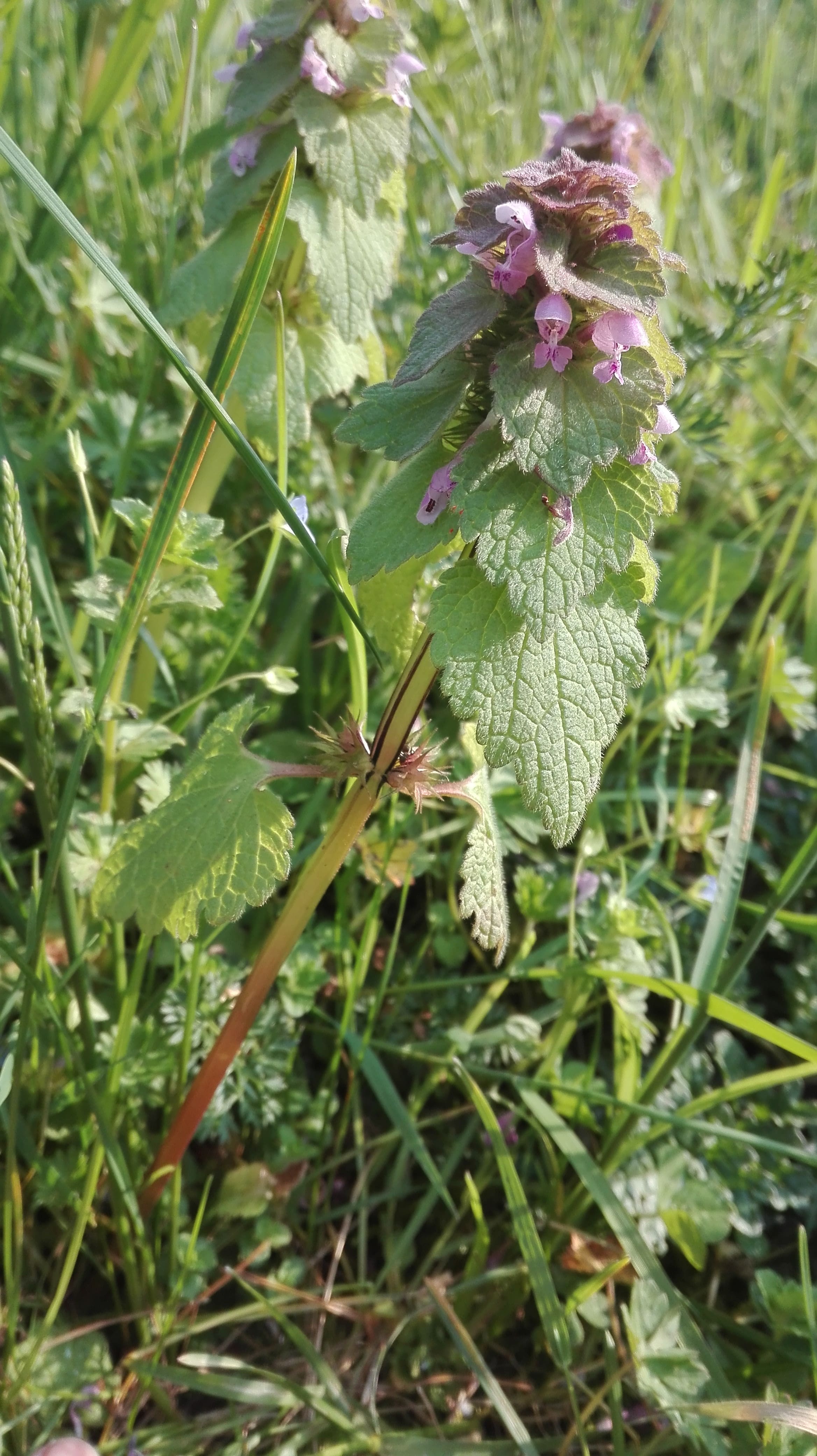 Annexe Lamier_comp.jpg