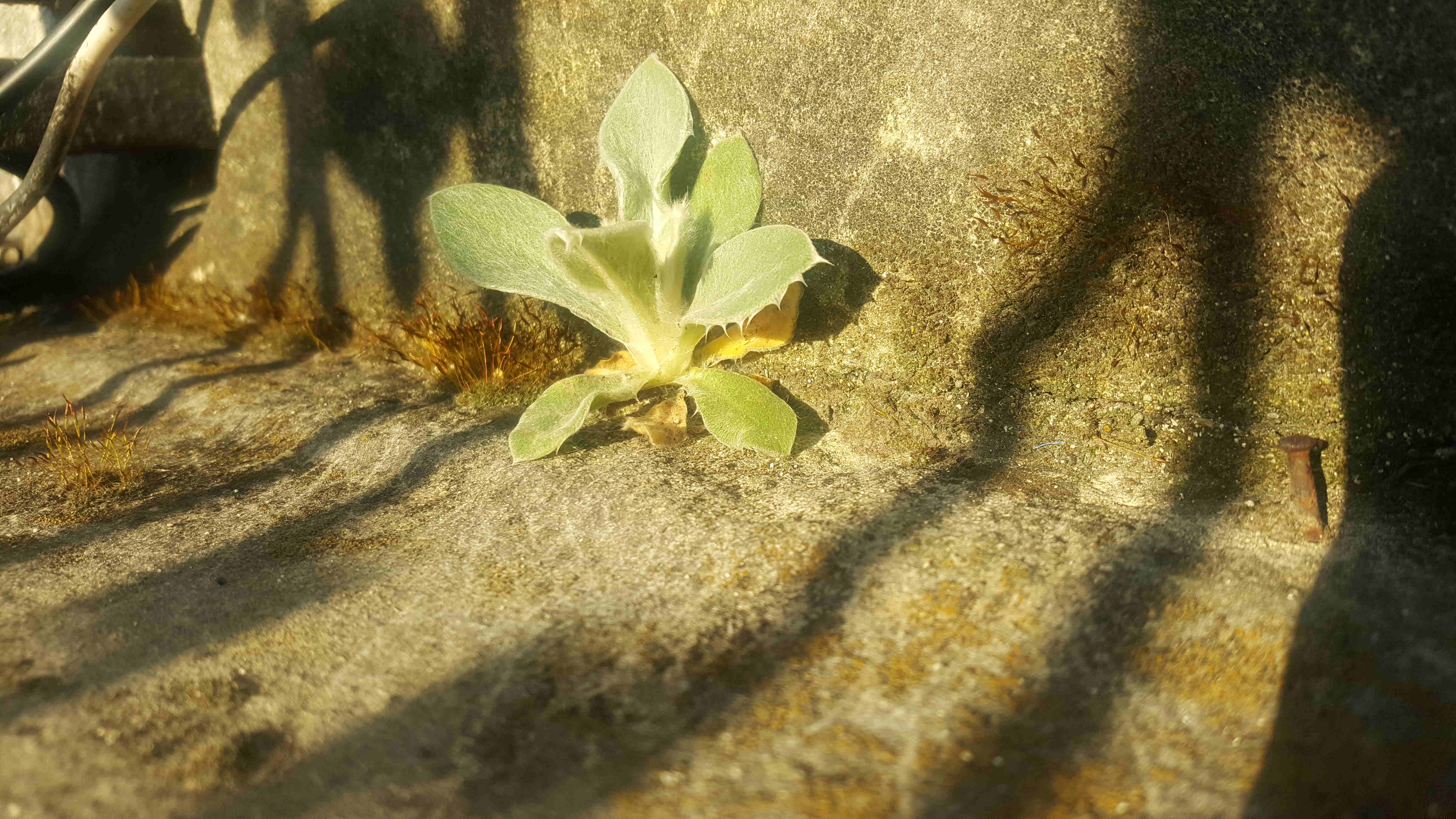 Annexe 20200327_175904-ConvertImage.jpg