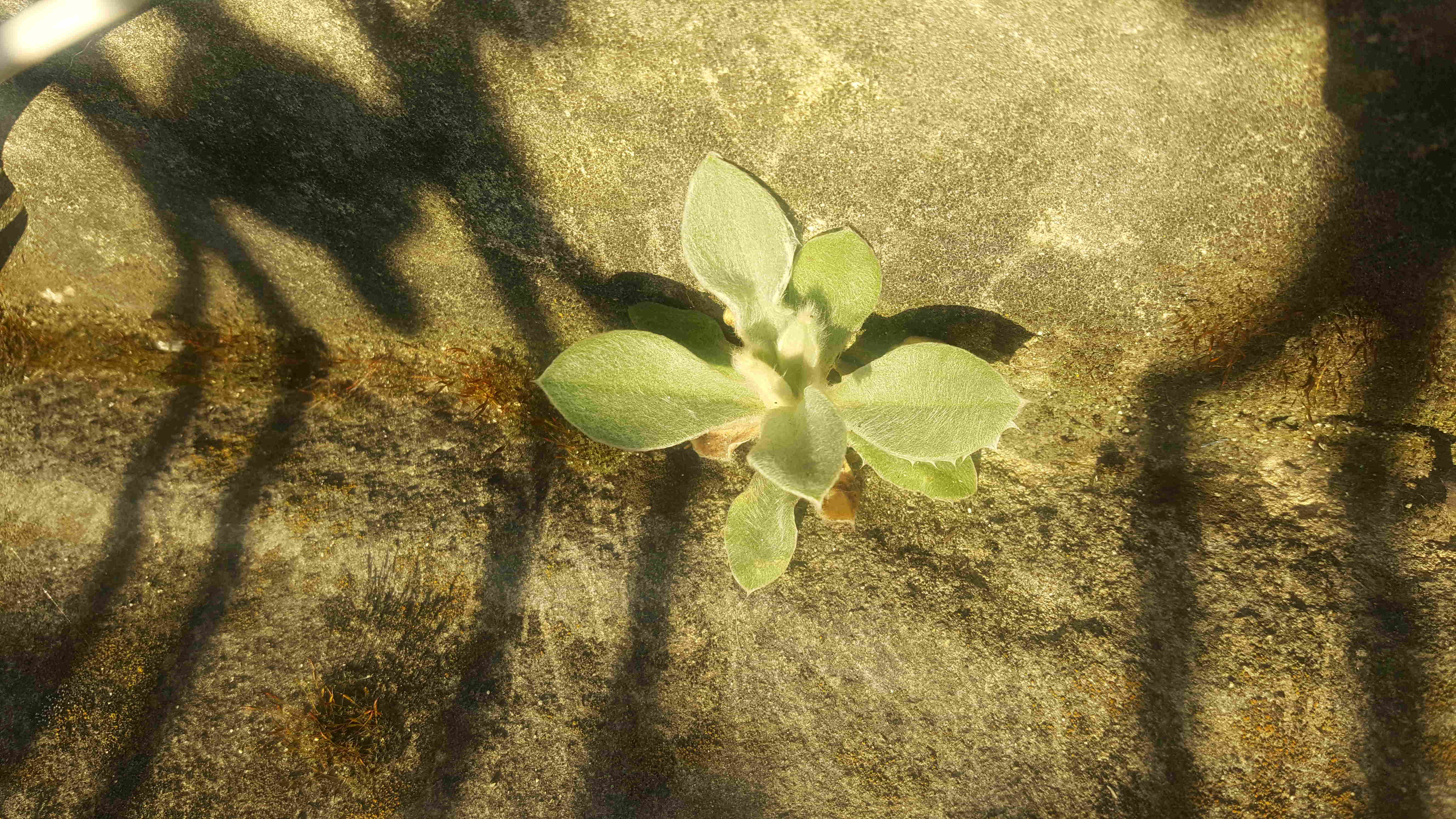 Annexe 20200327_175921-ConvertImage.jpg