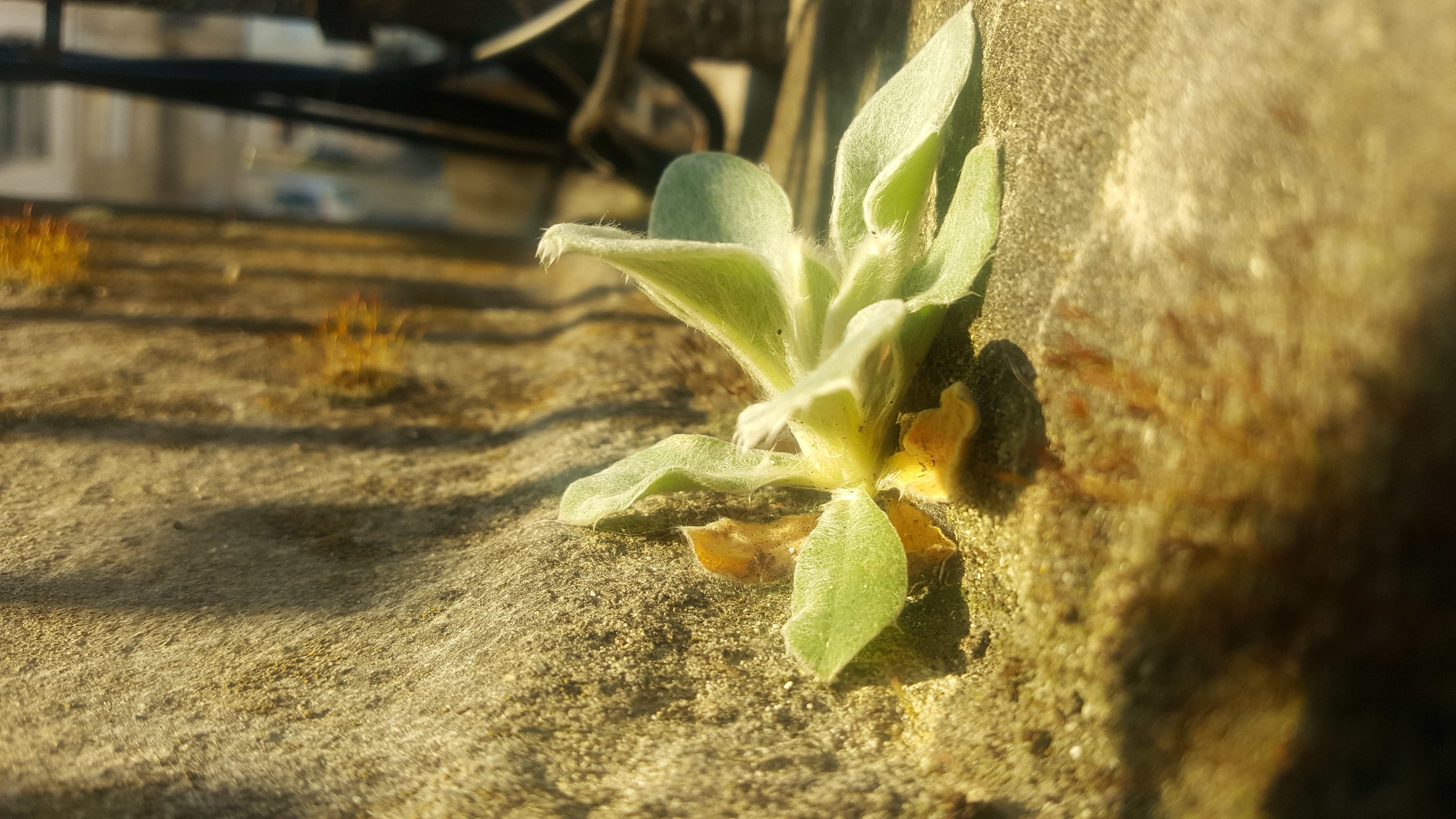 Annexe 20200327_180110-ConvertImage.jpg