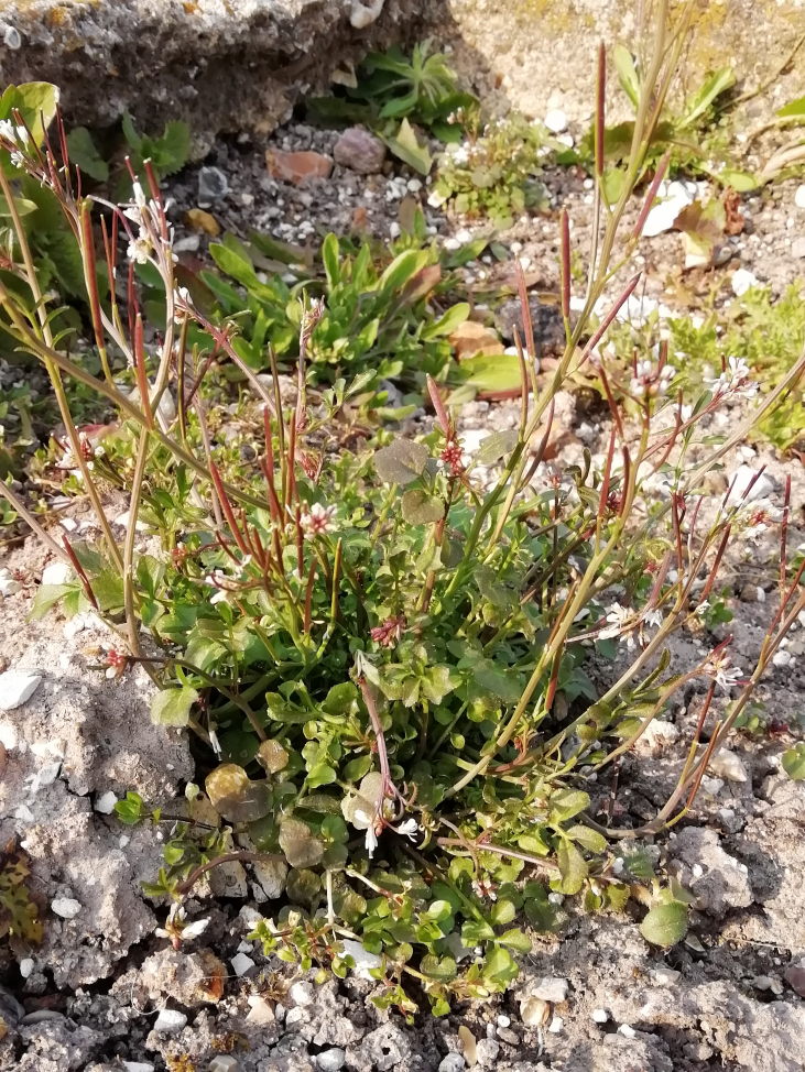 Annexe plante11_v1.jpg