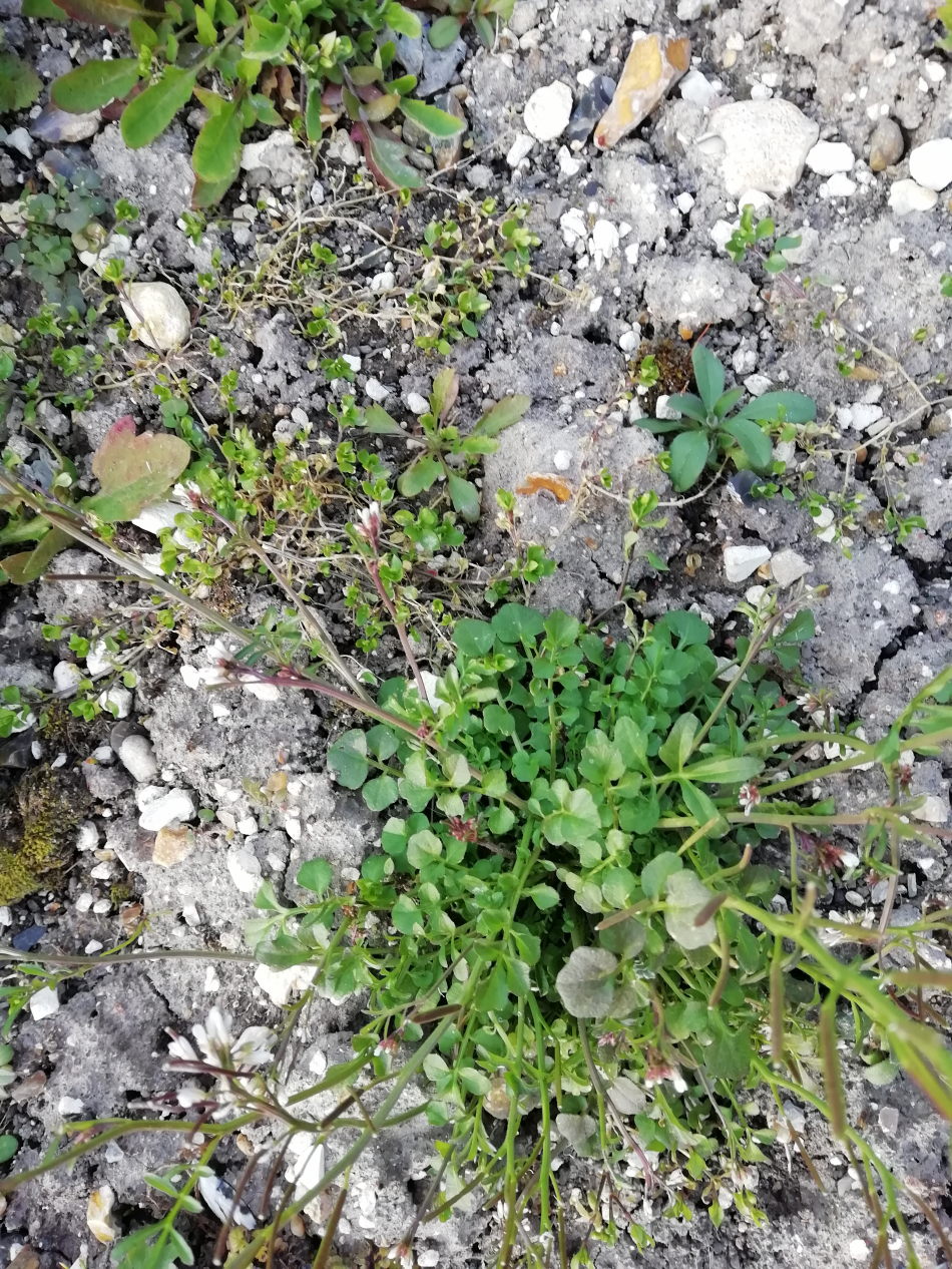 Annexe plante13_v1.jpg