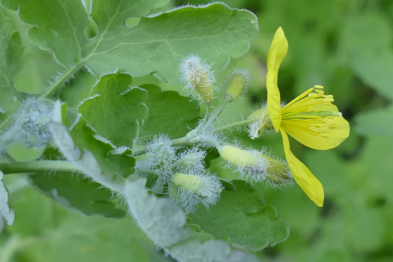 Annexe _1700533 copie.JPG