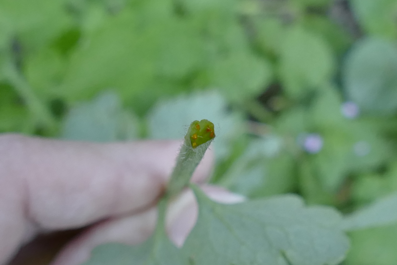 Annexe _1700543 copie.JPG