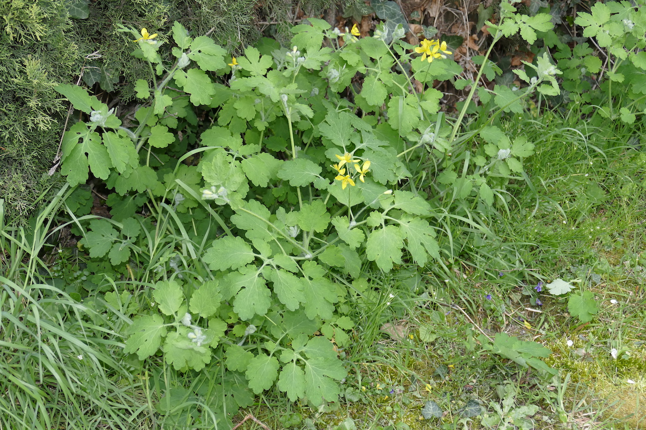 Annexe chelidoine1.JPG