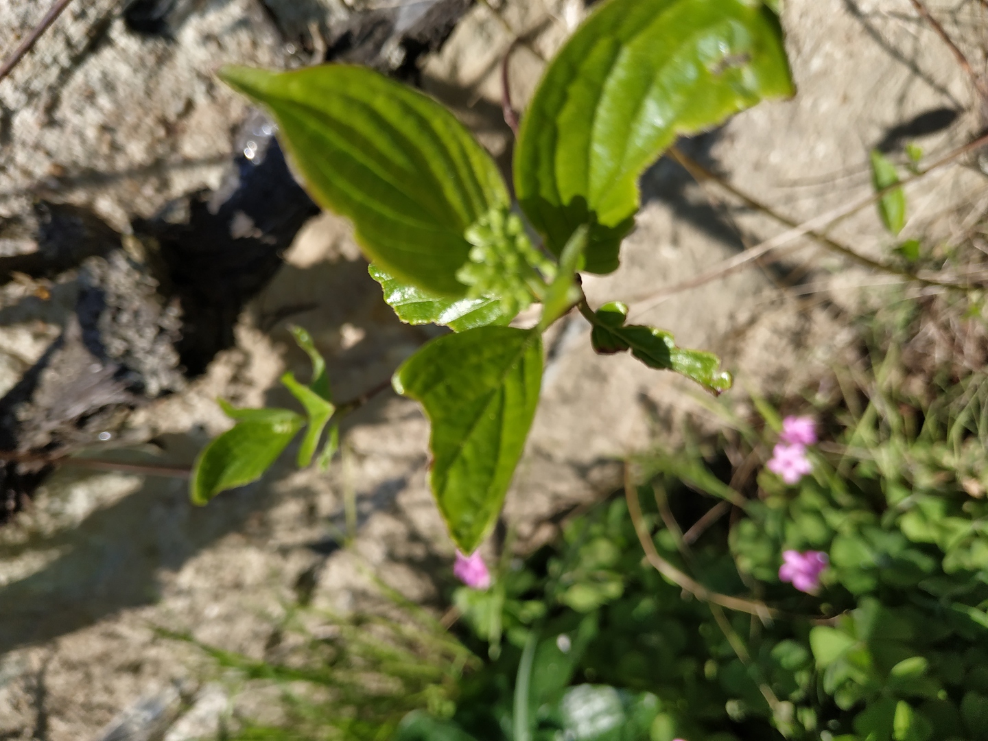 Annexe IMG_20200326_144415-ConvertImage.jpg