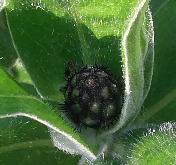 Annexe plante enigme zoom sur fleur.jpg