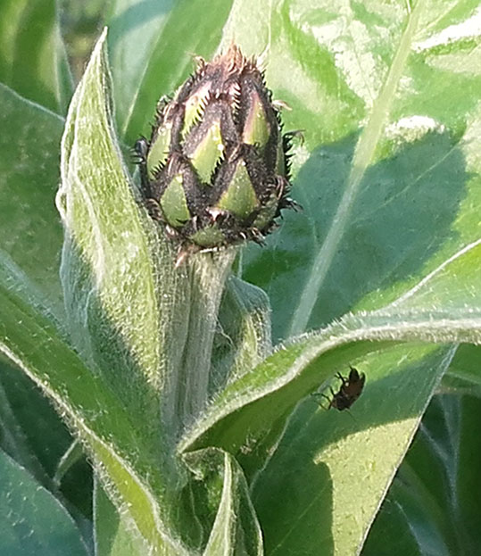 Annexe plante enigme zoom2.jpg