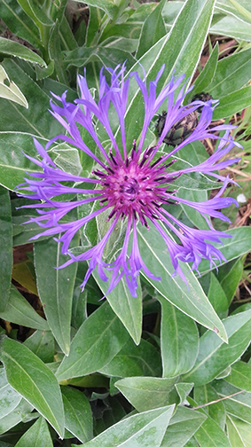 Annexe la beaute en detail.jpg