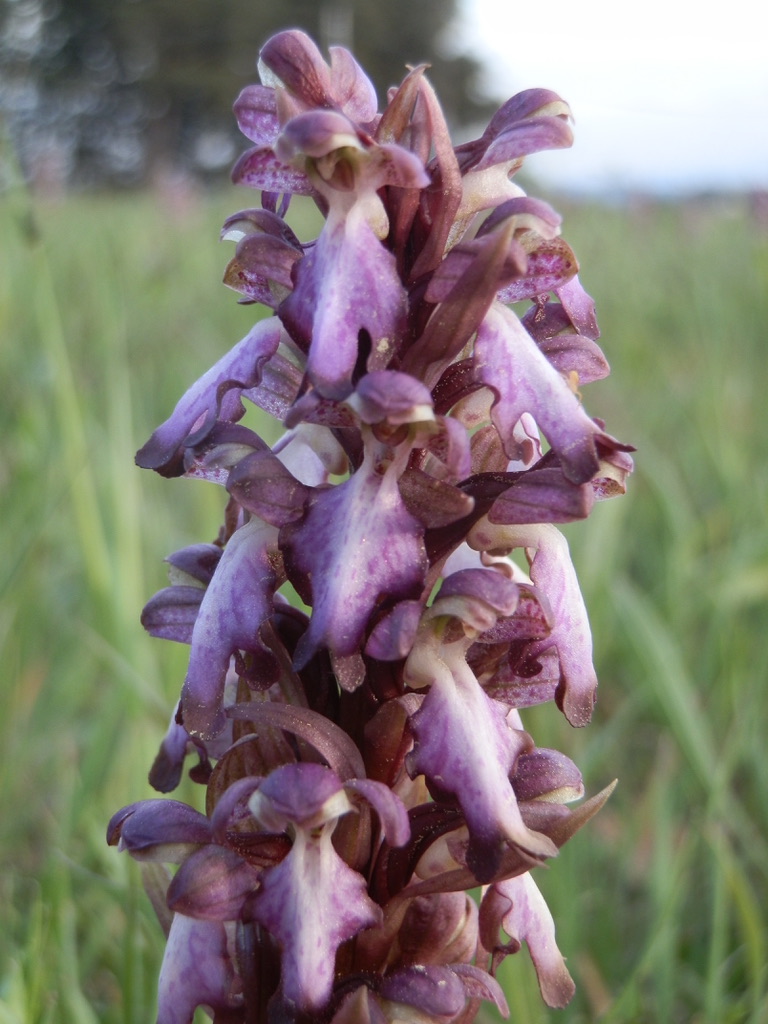 Annexe 4463B052-6CF8-4184-B358-E1E11065A3B3_1_105_c.jpeg