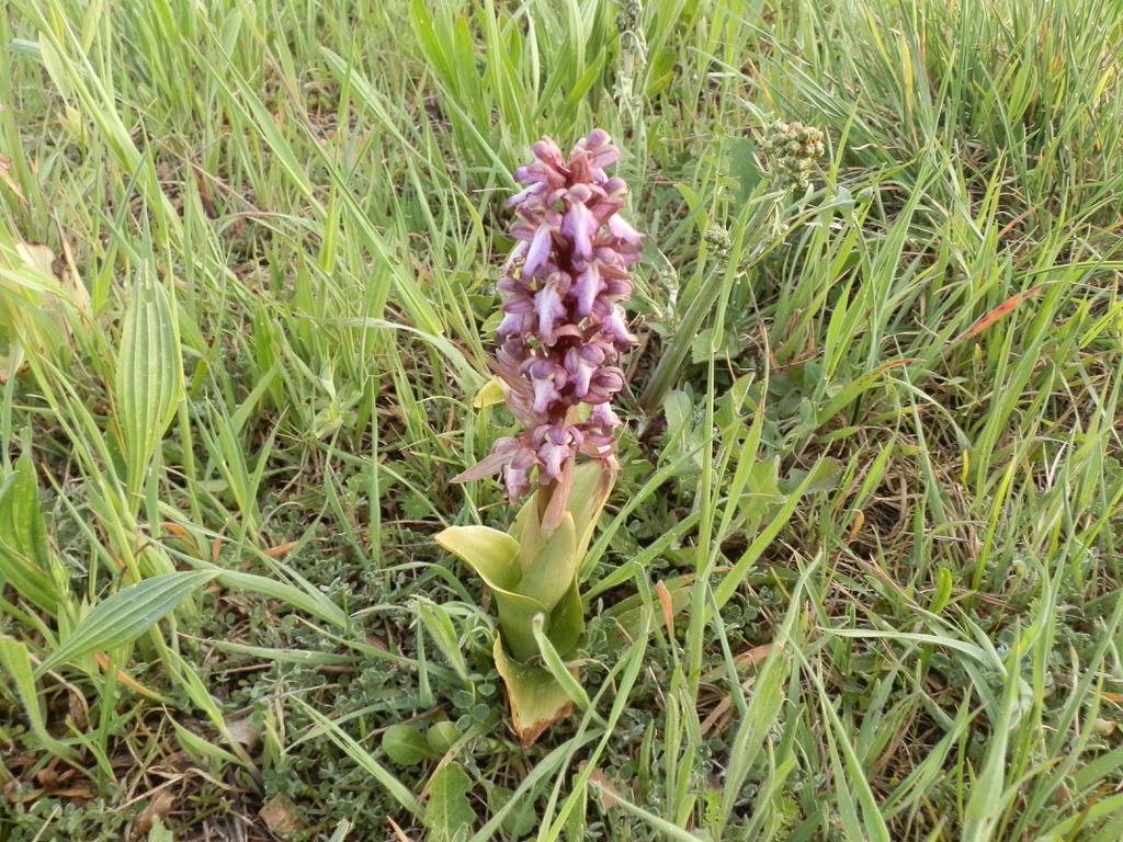 Annexe D86B8082-3CC8-4F73-A27C-823CF47C5919_1_105_c.jpeg