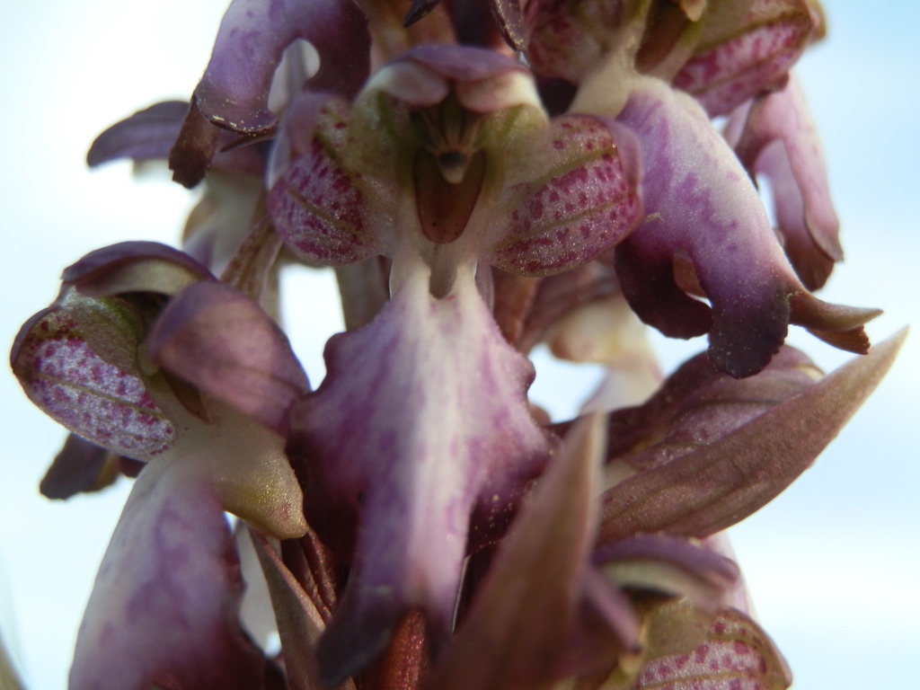 Annexe EDD09531-86C2-4C3C-A967-389EBB6C641C_1_105_c.jpeg