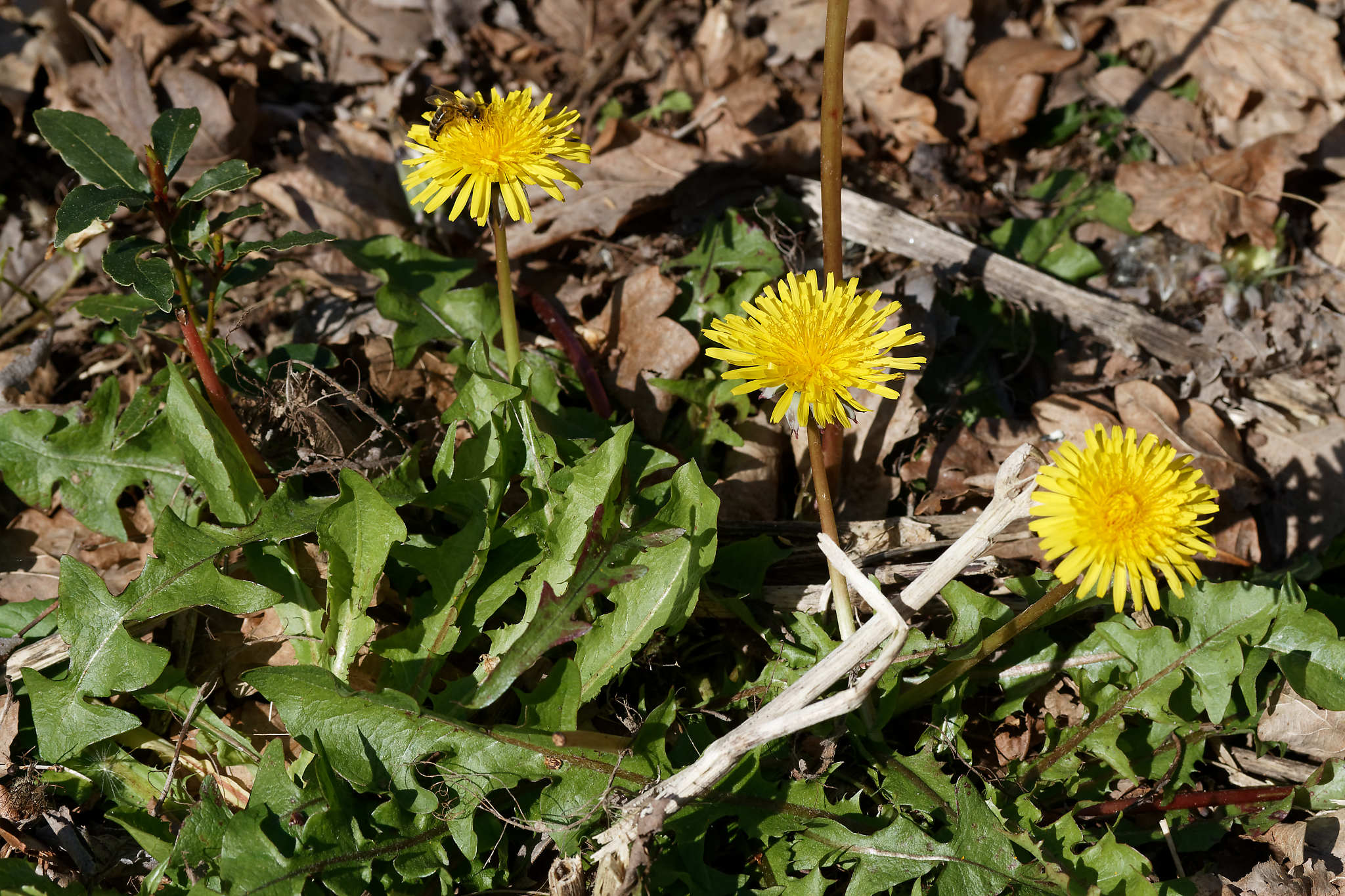 Annexe IMG_1773_DxO.jpg