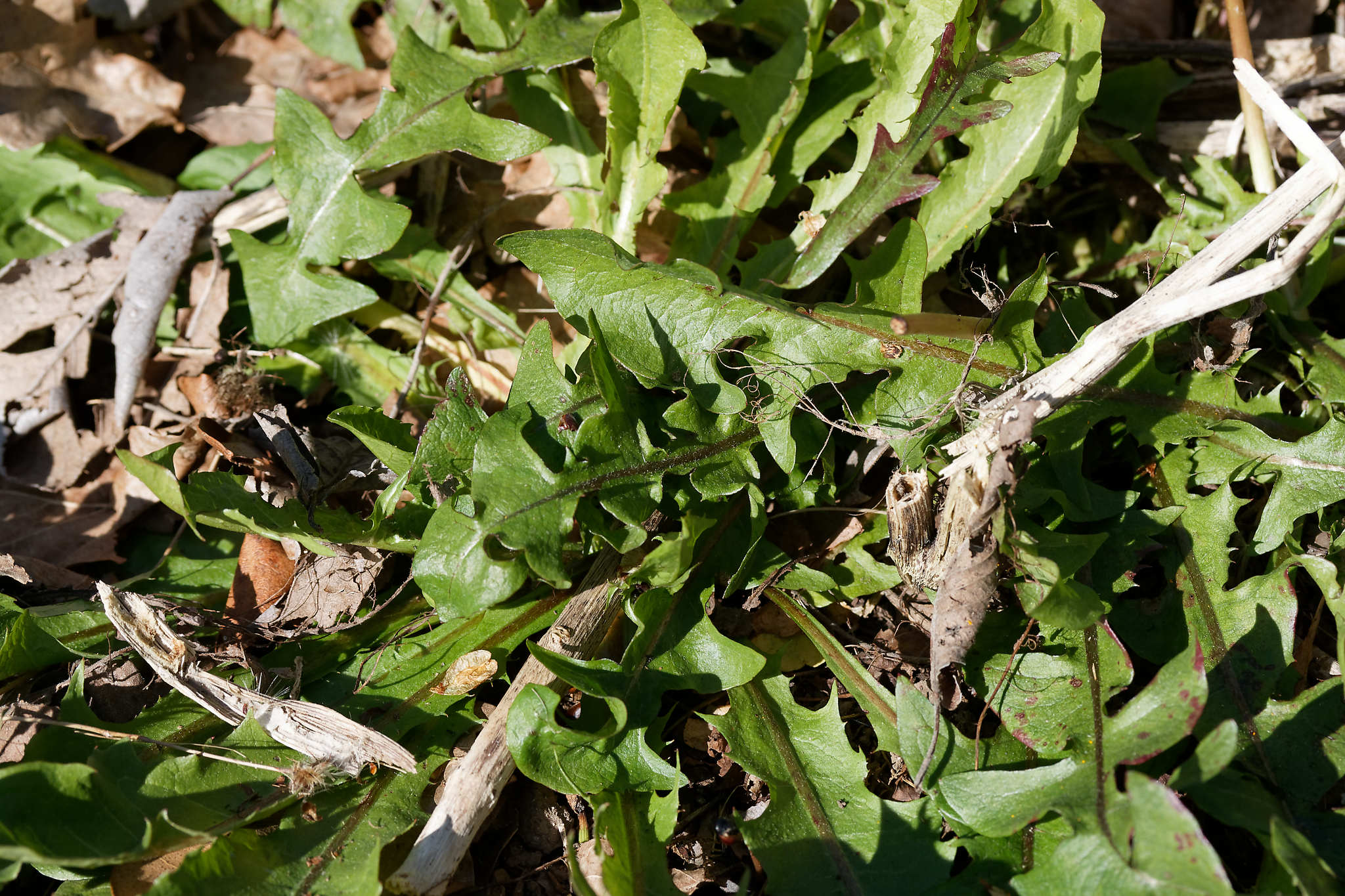 Annexe IMG_1774_DxO.jpg