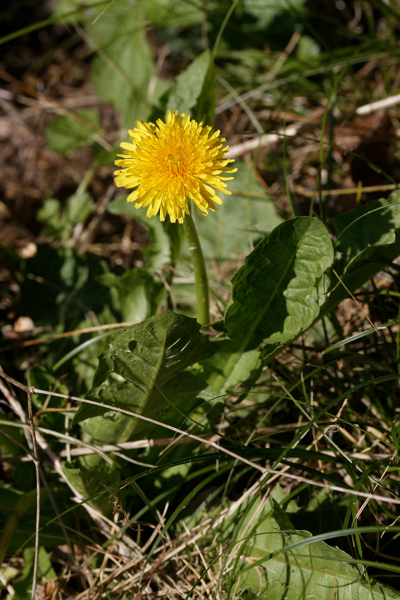 Annexe IMG_1780_DxO.jpg