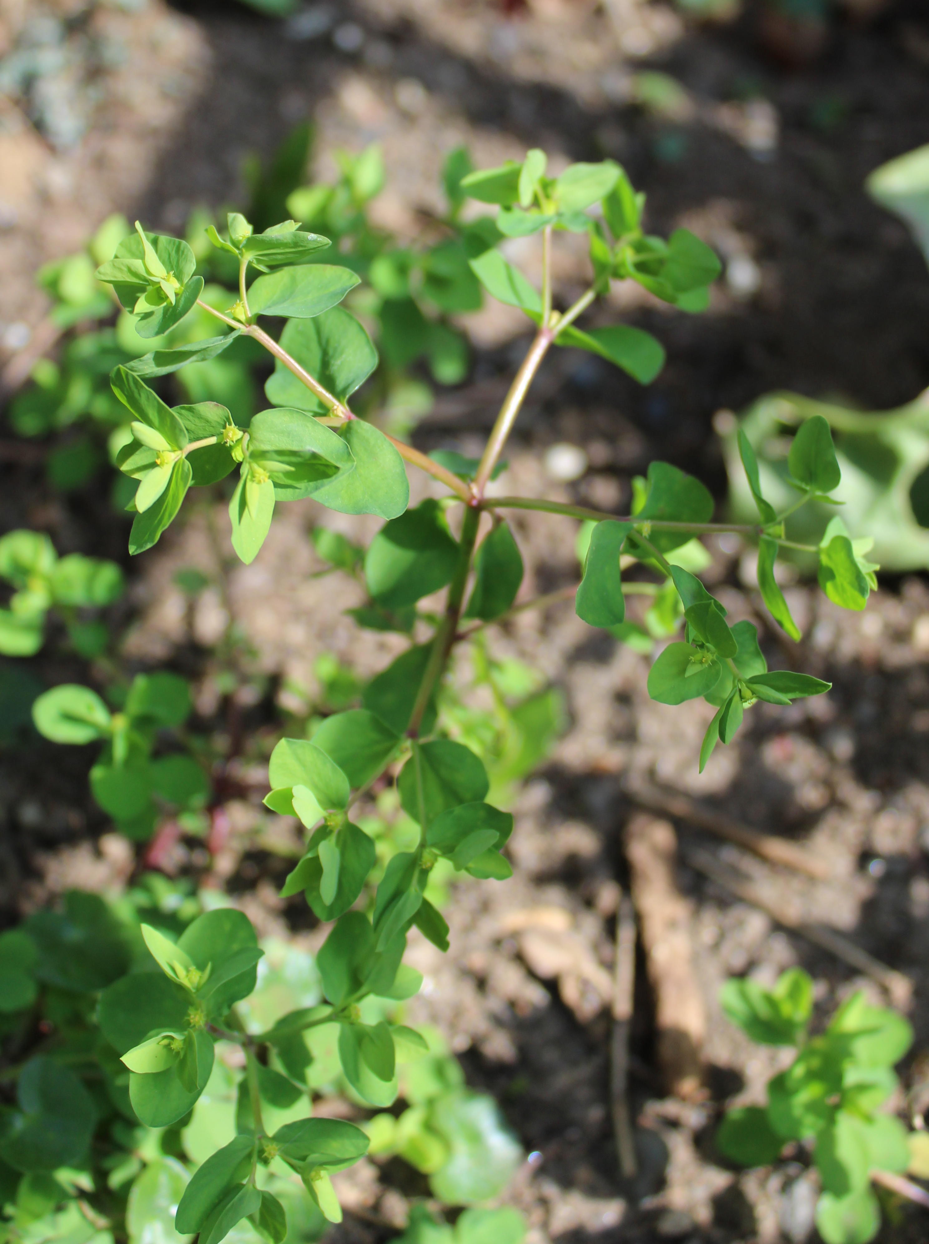 Annexe IMG_3246 - Copie.JPG