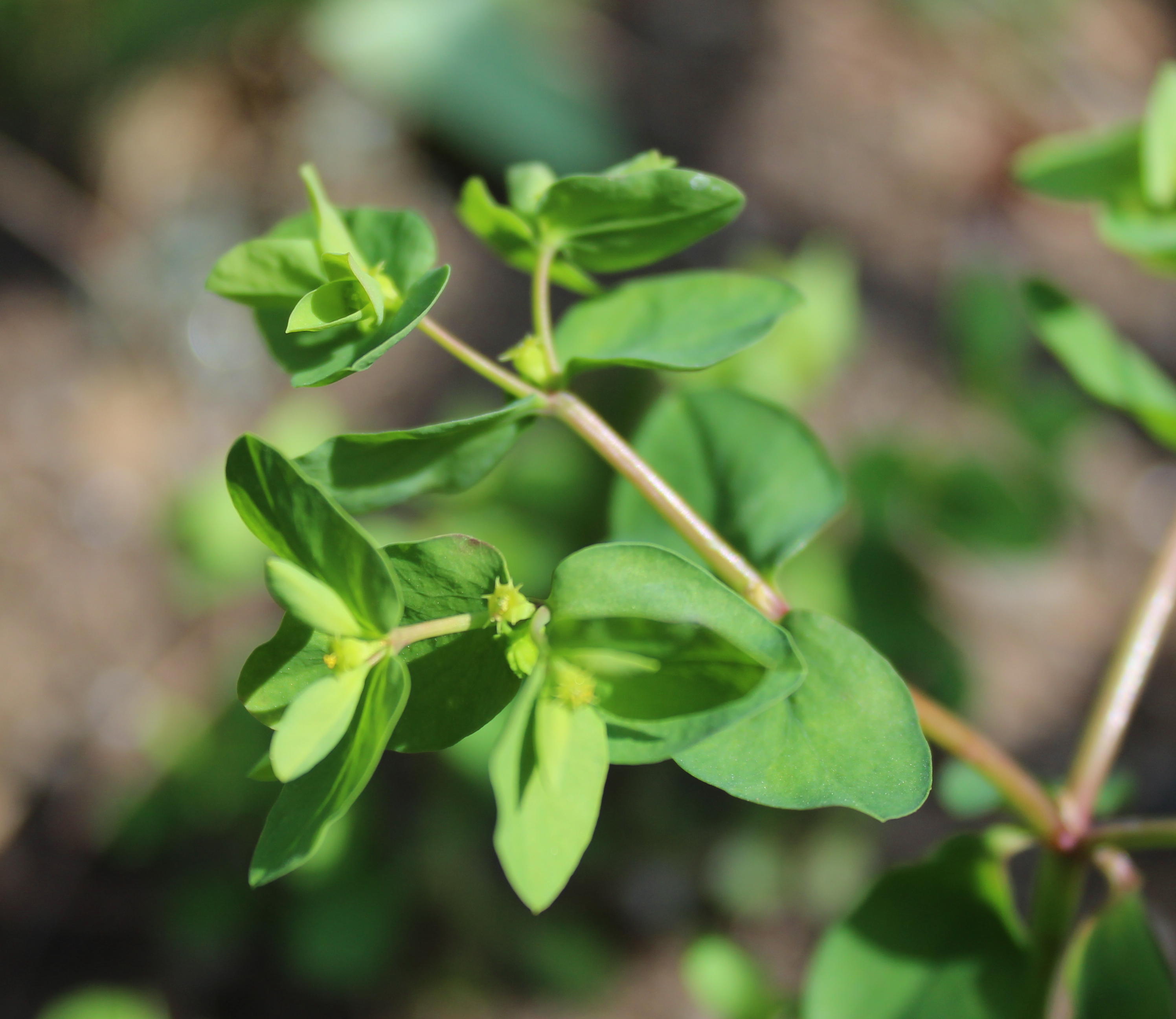 Annexe IMG_3247 - Copie.JPG