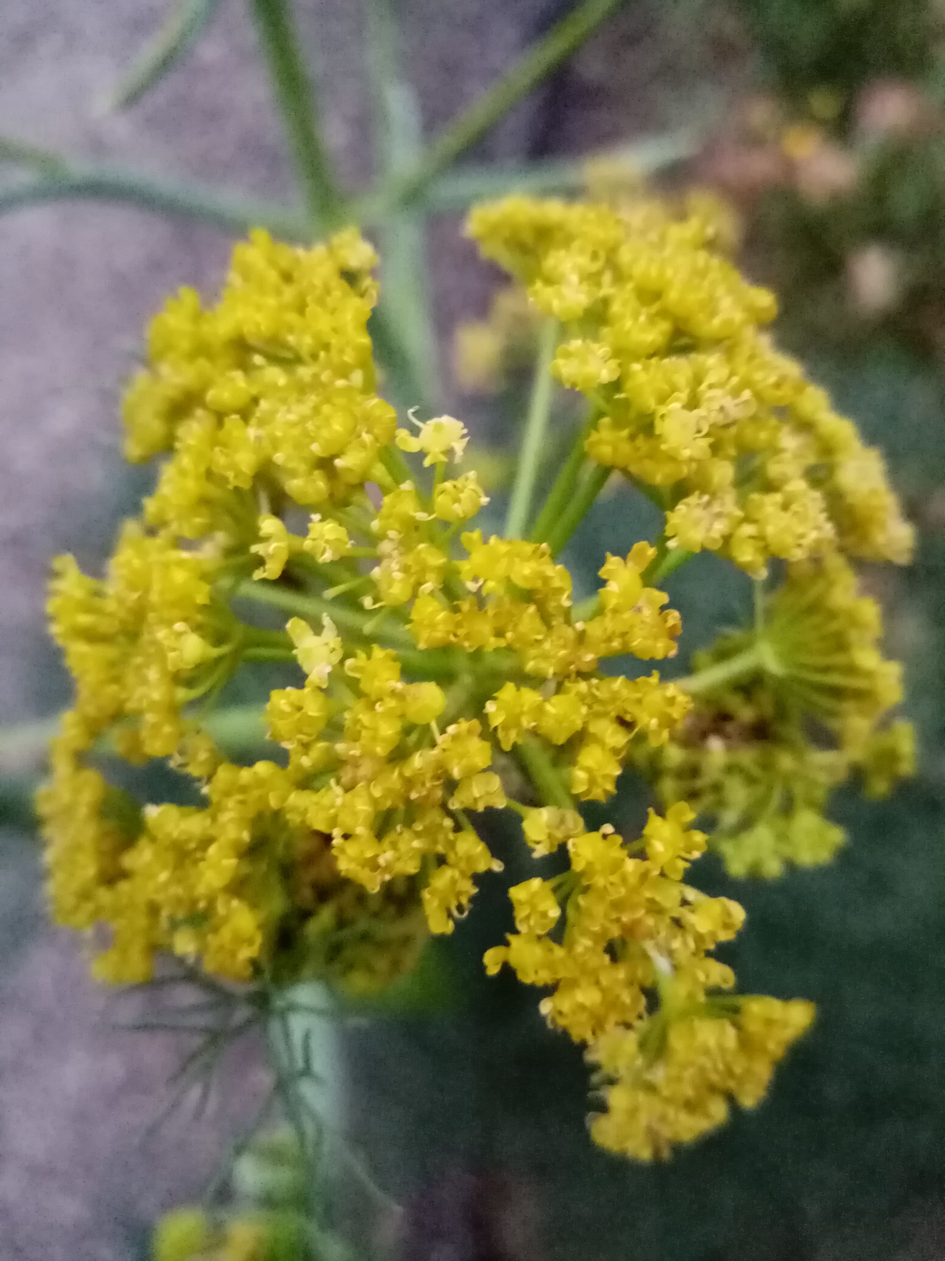 Annexe IMG_20200327_192152-min.jpg