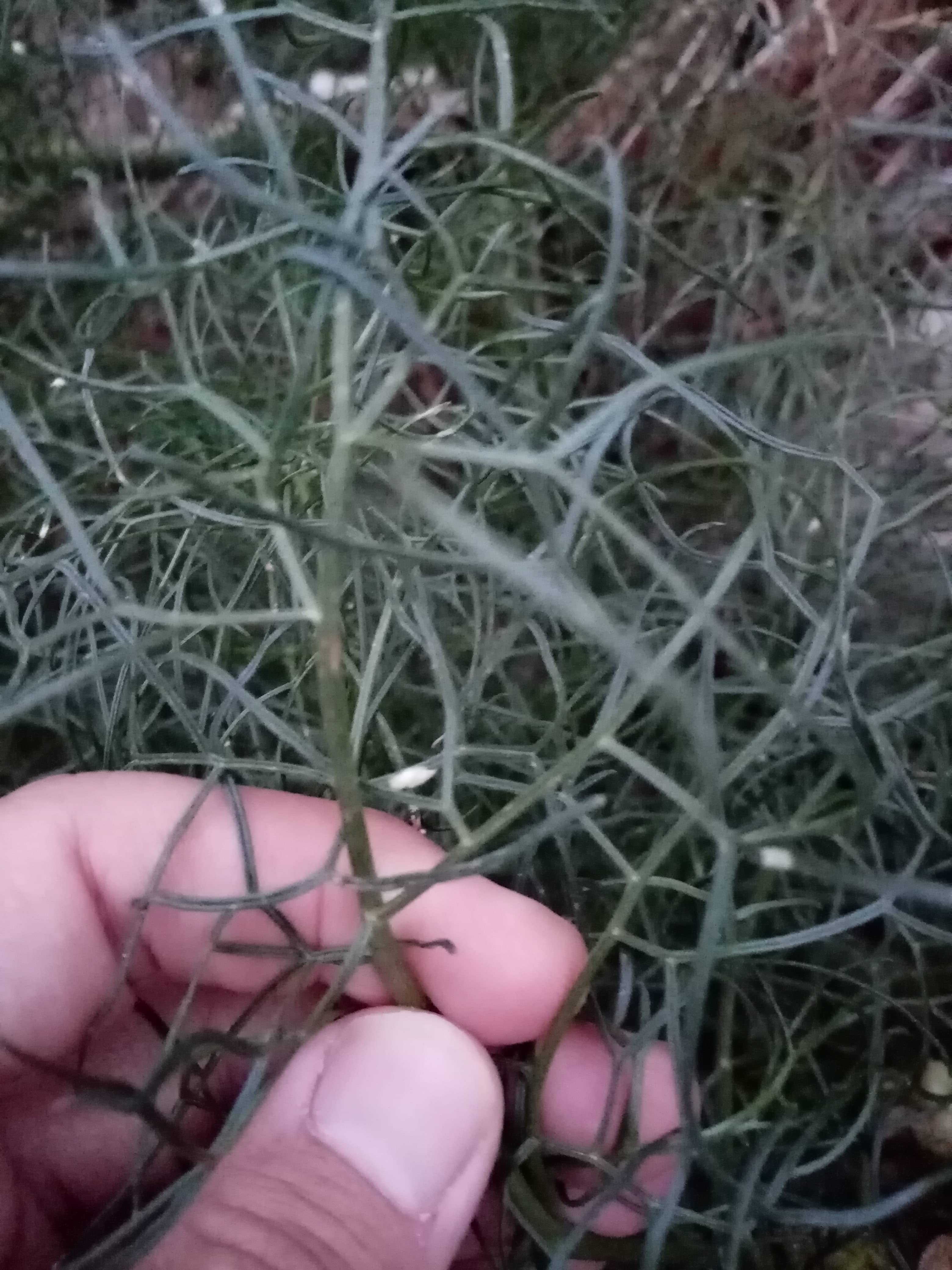 Annexe IMG_20200327_192413-min.jpg