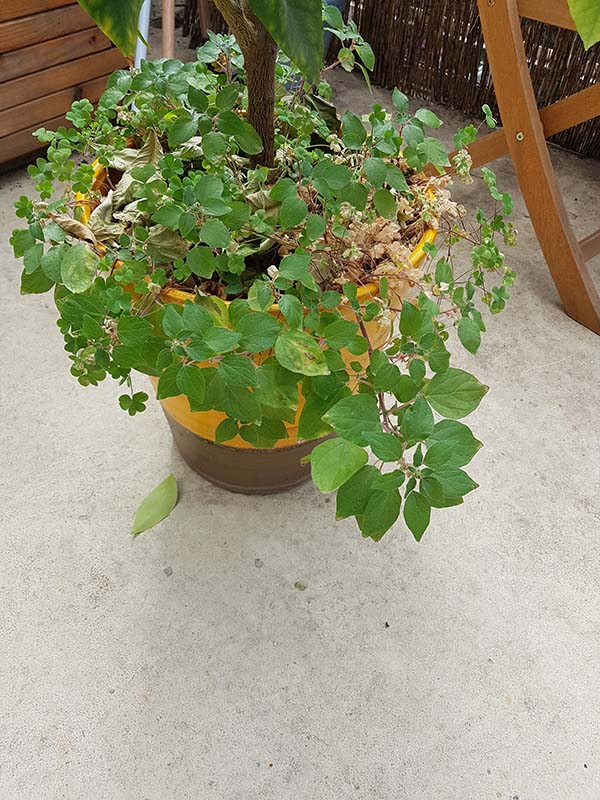 Annexe 2020-03-27 13.22.44.jpg