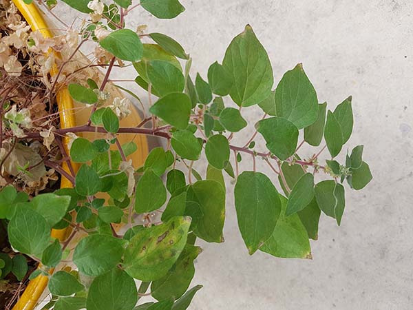 Annexe 2020-03-27 13.22.54.jpg