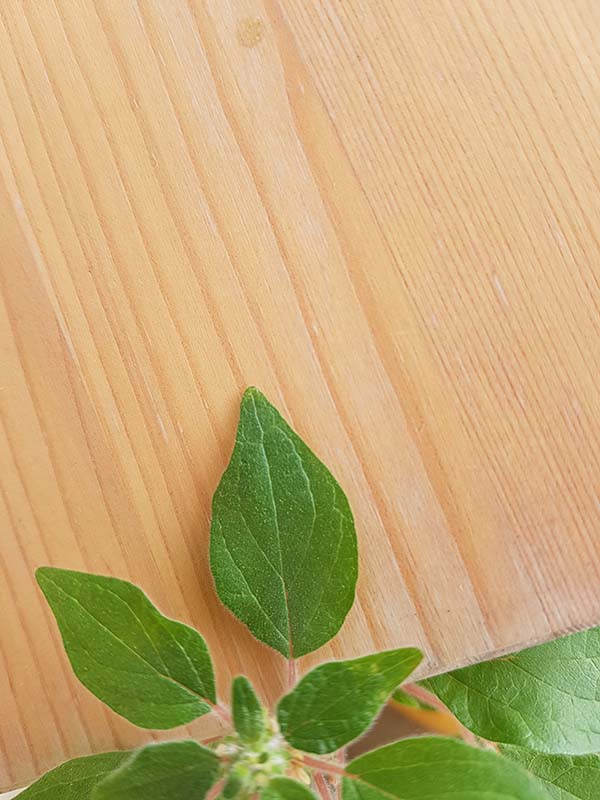 Annexe 2020-03-27 13.24.39.jpg