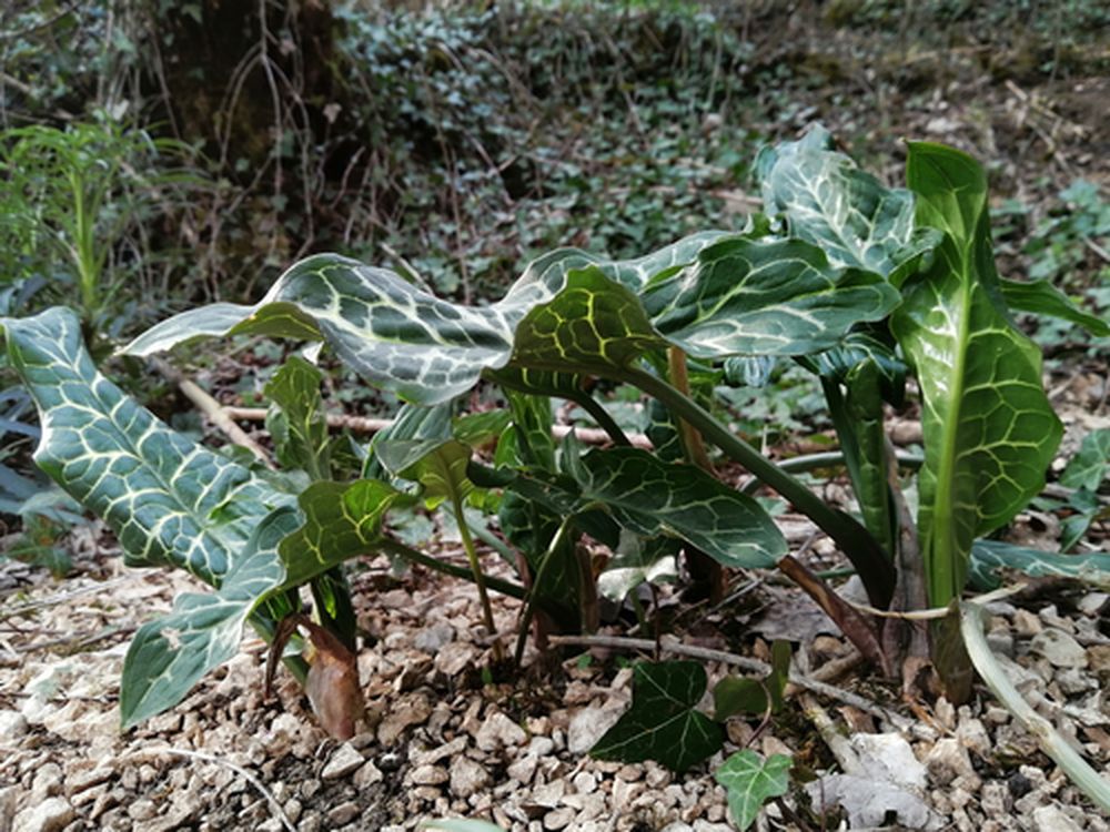 Annexe ensemble 2.jpg