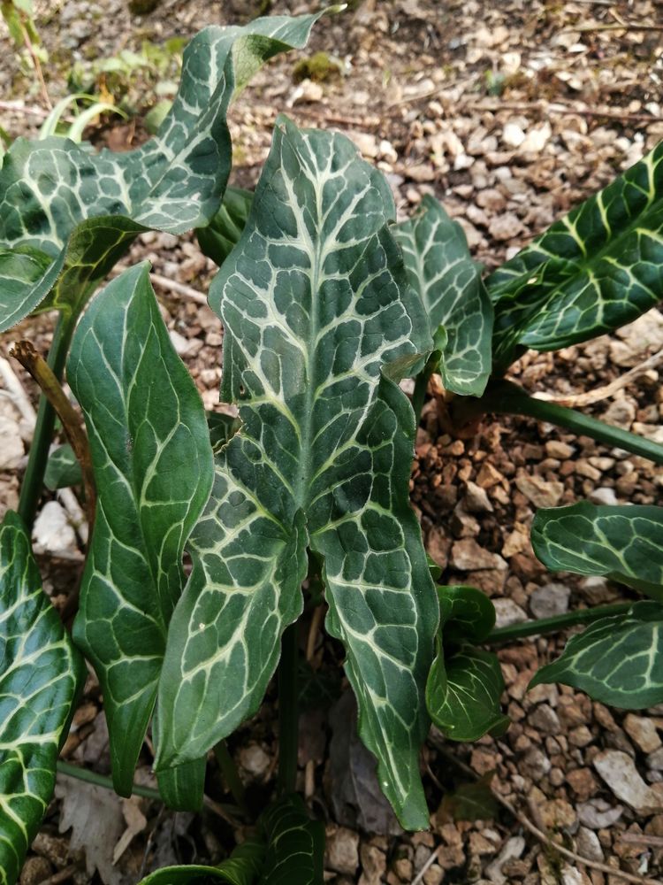 Annexe zoom feuille.jpg