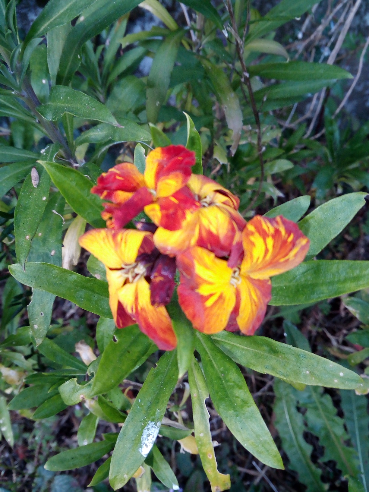 Annexe IMG_20200327_185409_compress88.jpg