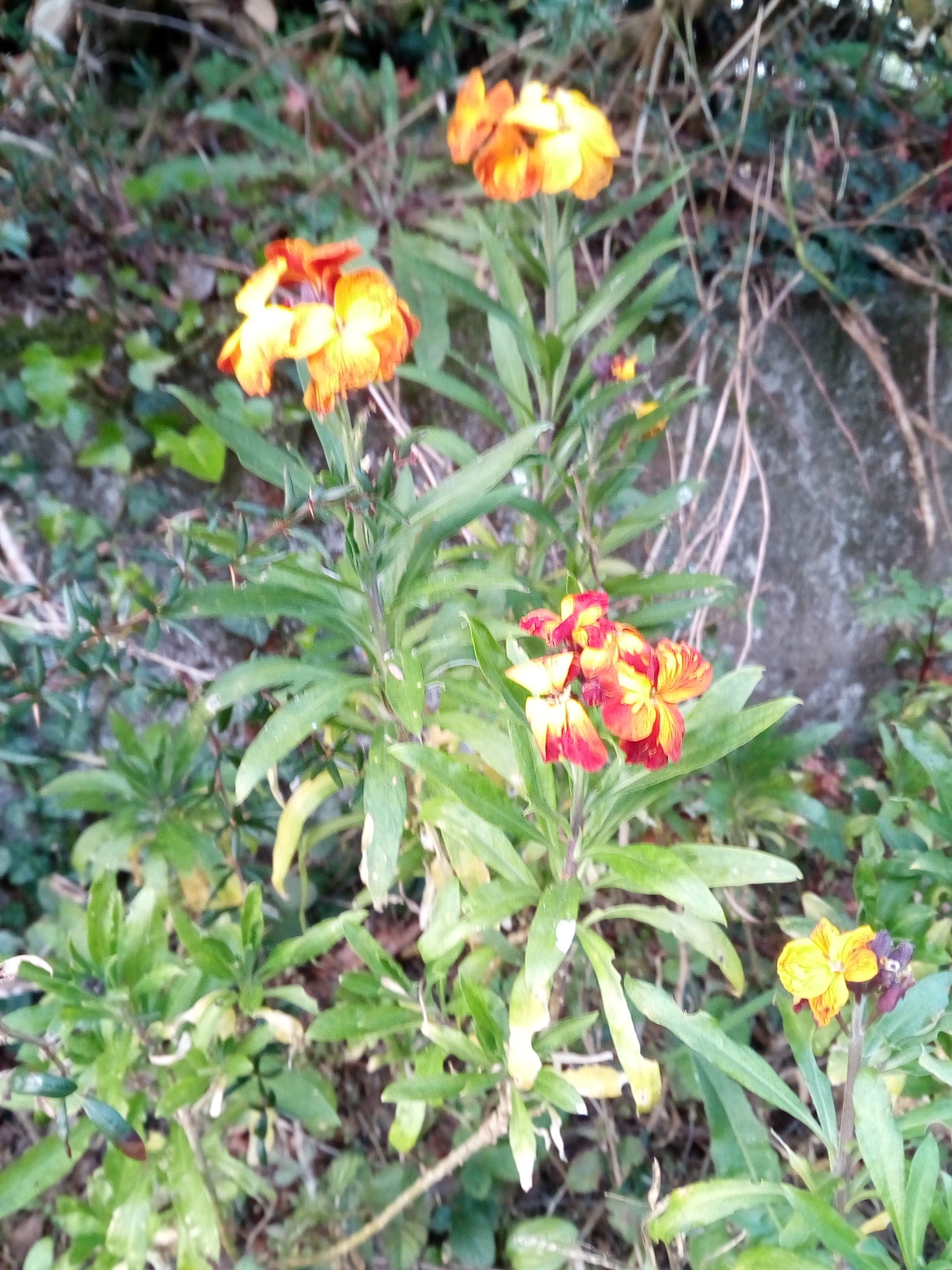 Annexe IMG_20200327_185434_compress1.jpg