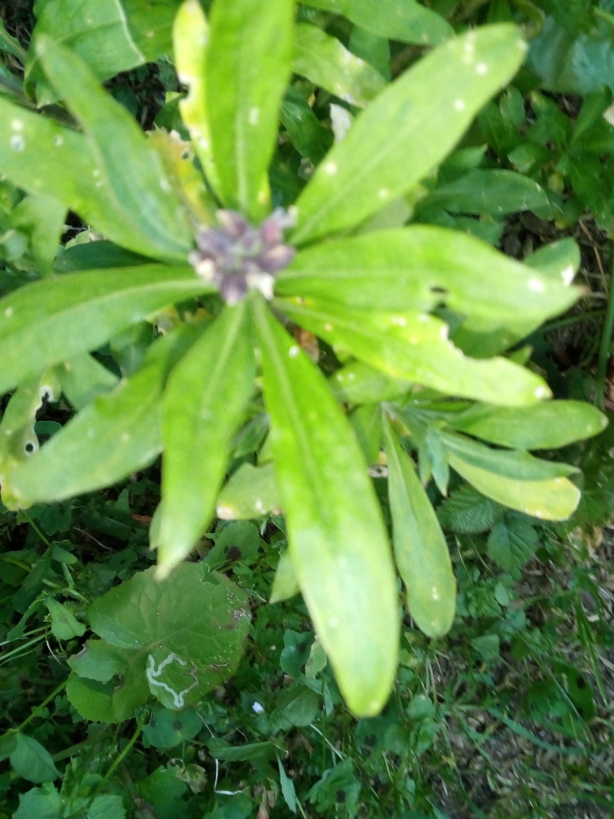 Annexe IMG_20200327_185723_compress15.jpg