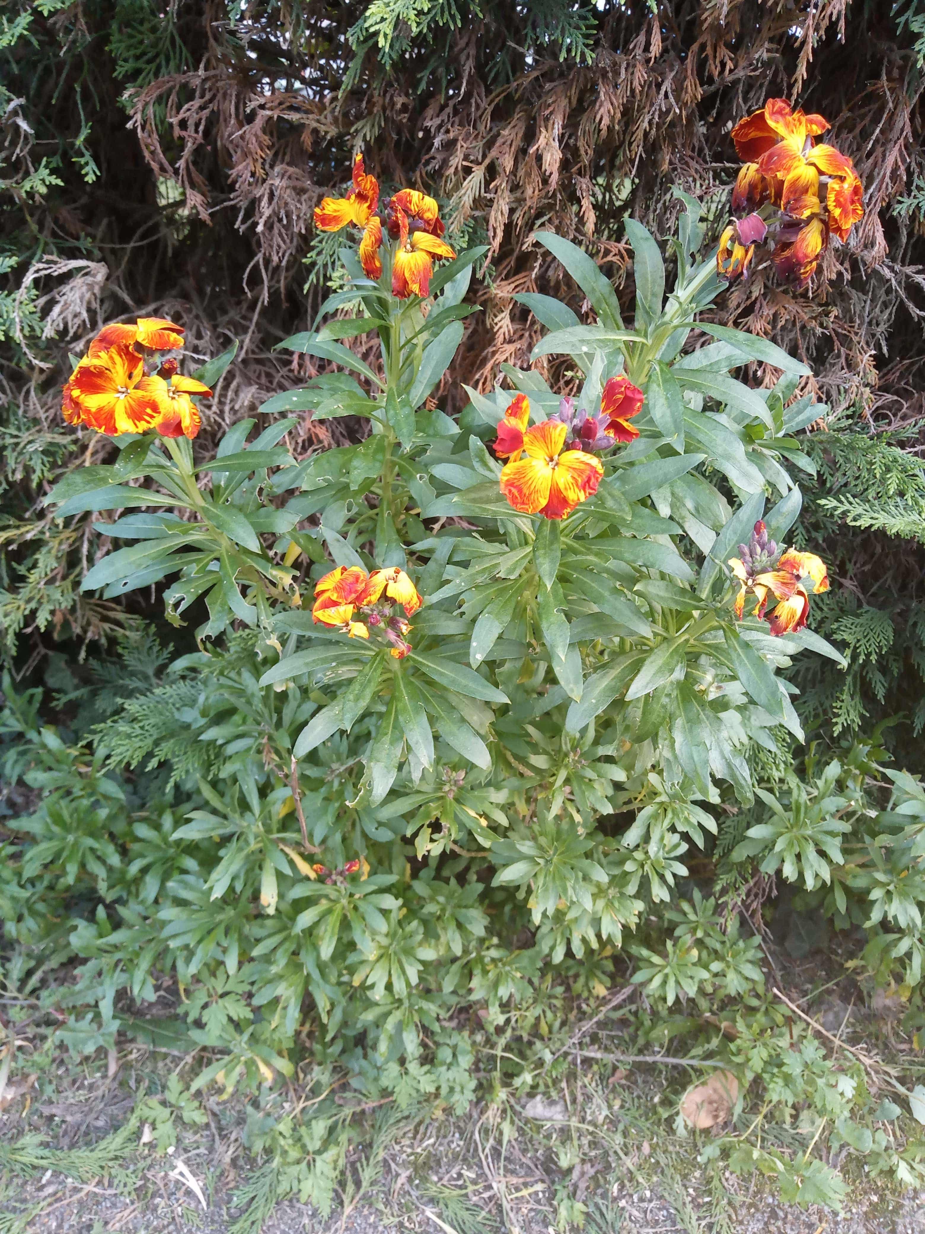 Annexe IMG_20200327_185550-min-min.jpg