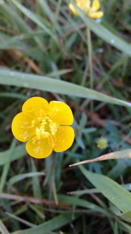 Annexe img_002296755O.jpg