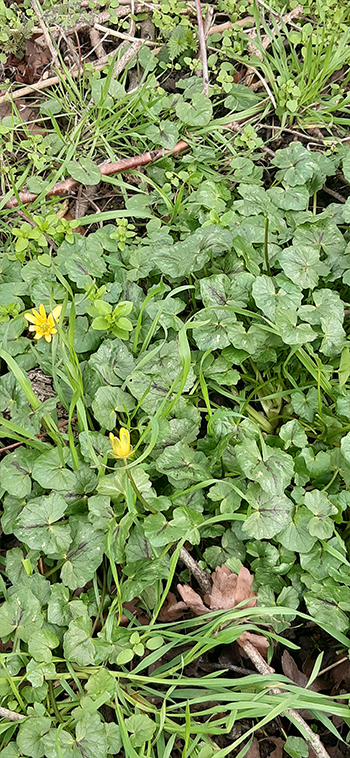 Annexe 20200215_104634.jpg