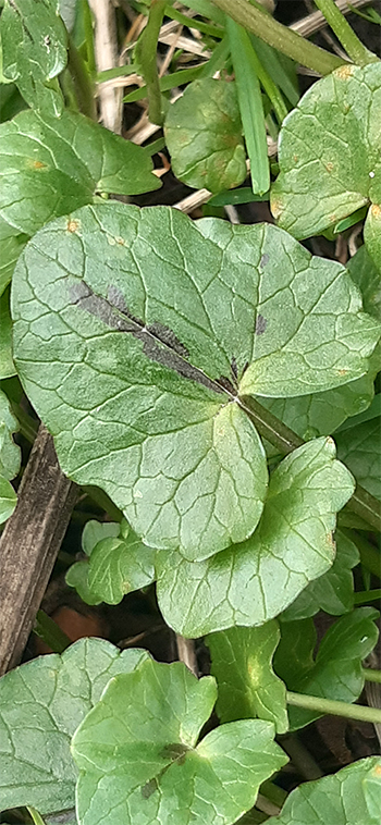 Annexe 20200215_105423.jpg