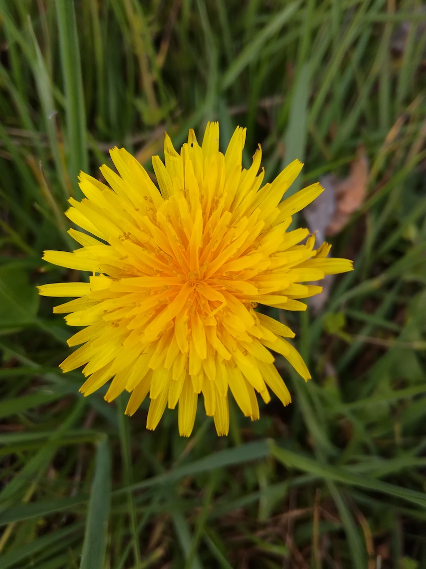 Annexe pissenlit 1 gros plan.jpg